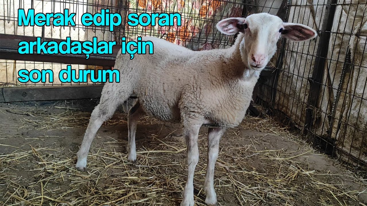 Merak edip soran arkadaşlar için son durum