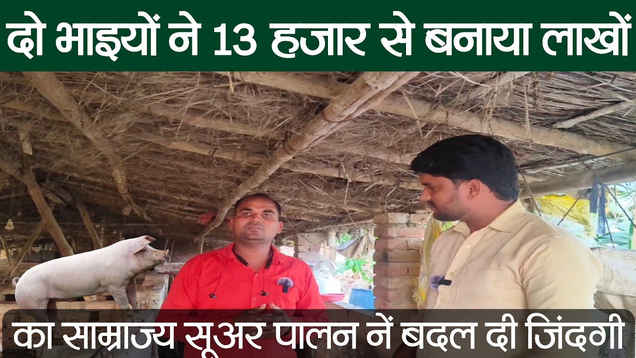 13 हजार से बना दिया 25 लाख + तक का बजट #सूअर_पालन से #pigfarming #pig