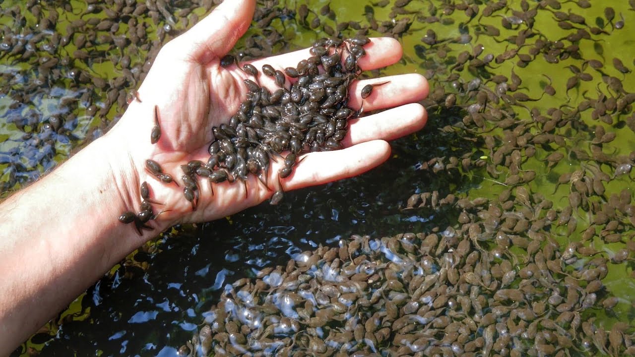 Oczko wodne, Staw opanowany przez kijanki- Tadpoles in the pond