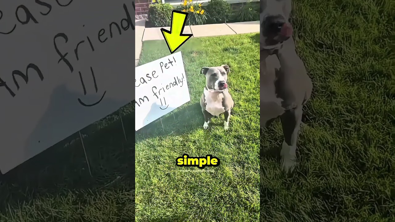 Этот питбуль просто хотел, чтобы кто-нибудь его остановил 🐶❤️ 