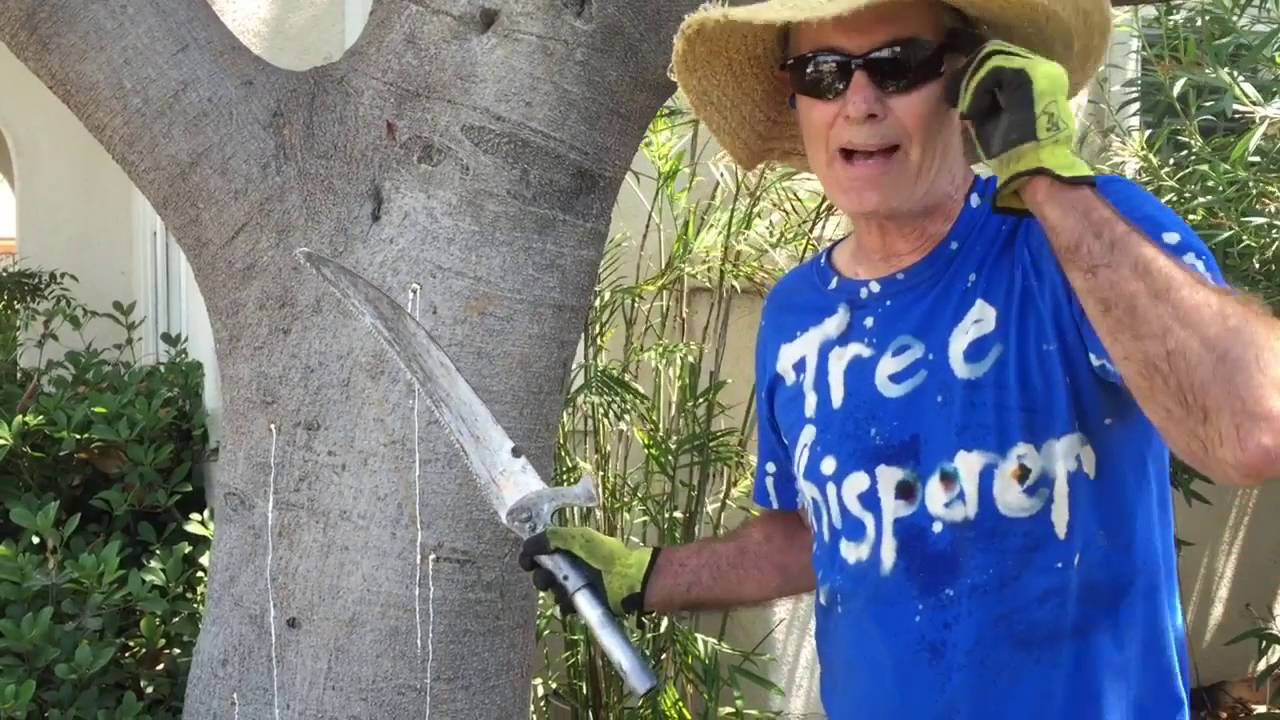 Rubber Tree Pruning with Gary Walker, The Tree Whisperer