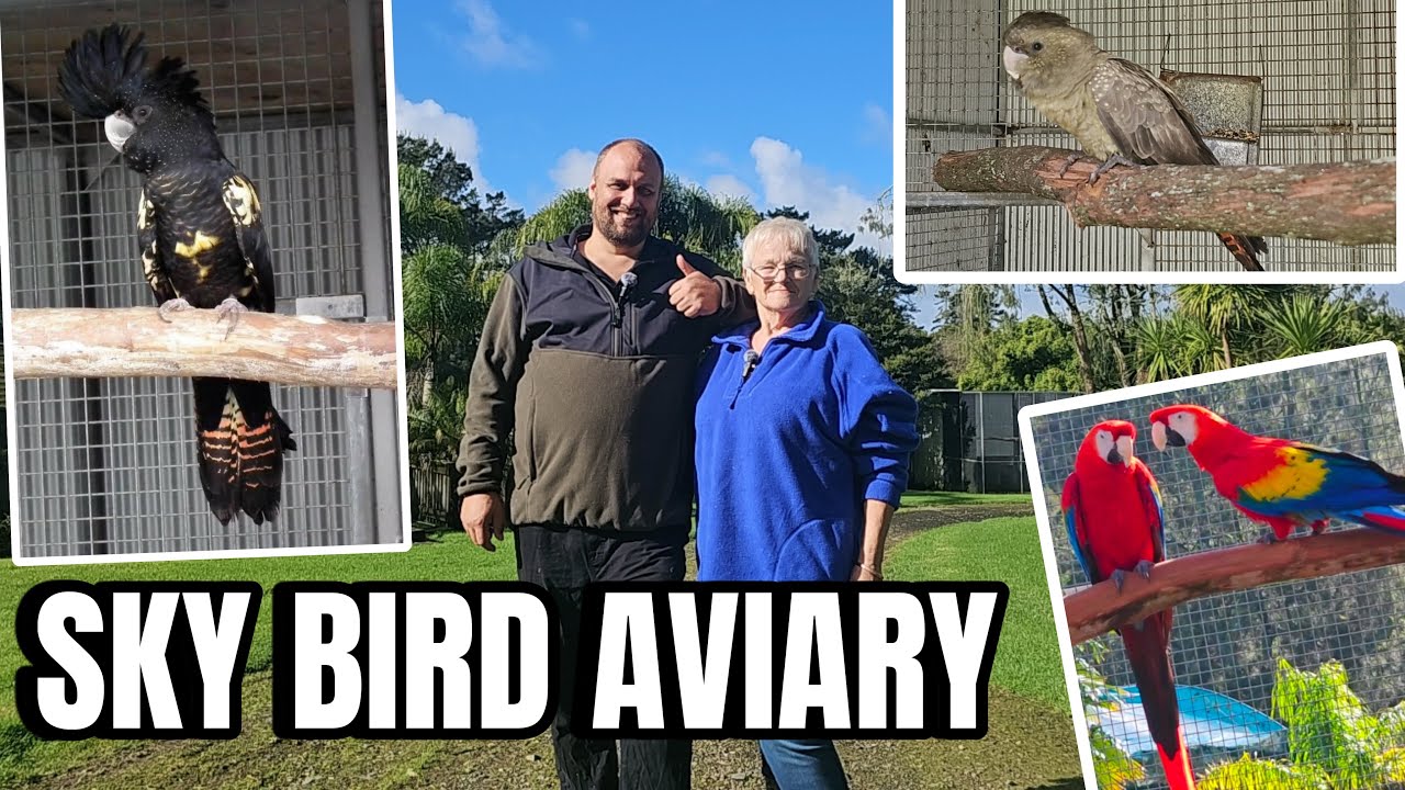 Exotic Parrot Collection *** EXTREMELY RARE !
