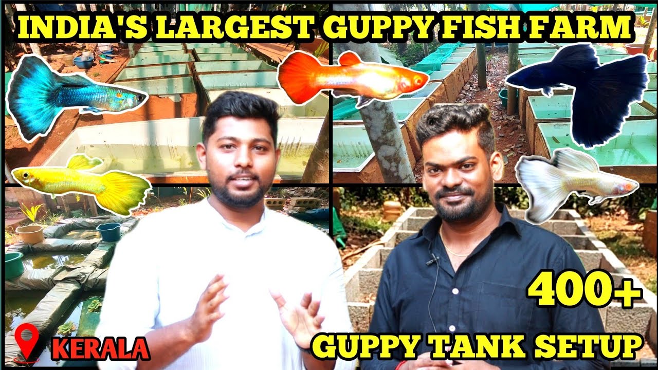 400+ மீன் தொட்டிகள் 😱🔥😳 ஒரே இடத்தில்| Imported guppy fish in tamil | Fish farm in kerala