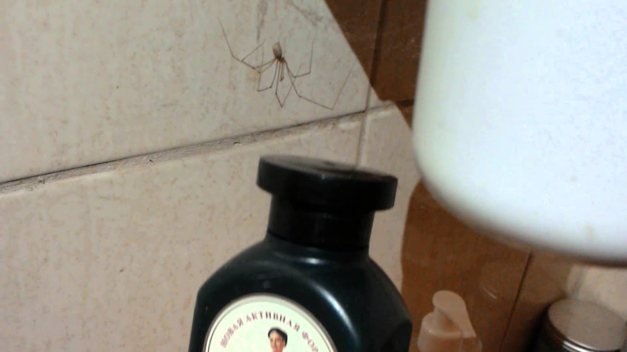 Cellar spider vibrating in defence. Harry.