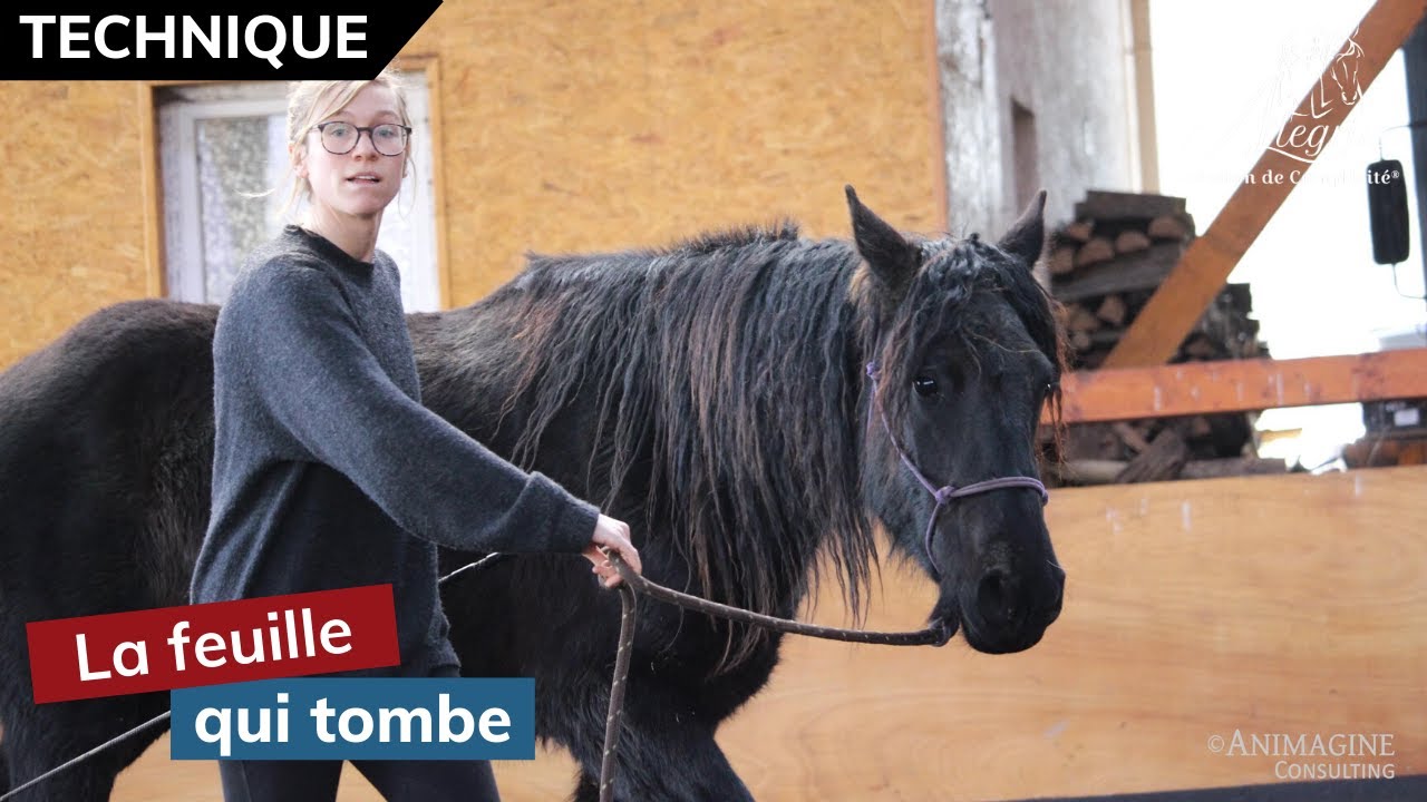 [ EDUQUER SON CHEVAL 👀 ] L'exercice de la feuille qui tombe