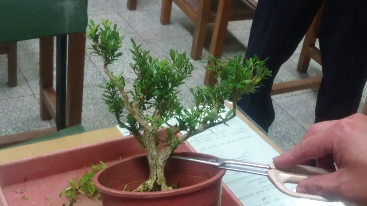 【林慶祥盆景藝術創作教學】林慶祥老師解說及修剪金柳(雀舌黃楊)