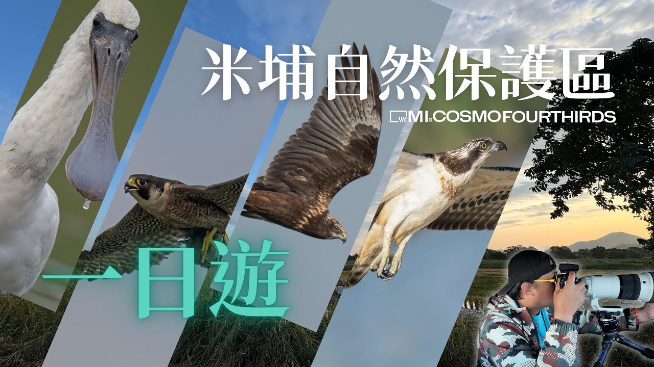 米埔觀猛禽全攻略🦅｜新手必睇觀鳥屋體驗(中英文字幕)
