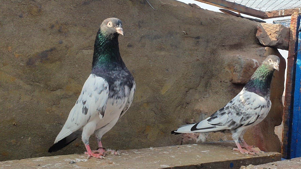 Golden Kabotar Dost Ki Ruqest Par Shook ایسے بہترین کبوتر