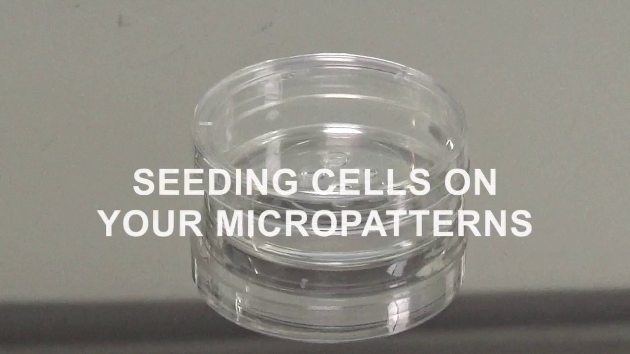 Tutorial Video: Seeding Cells on your Micropatterns