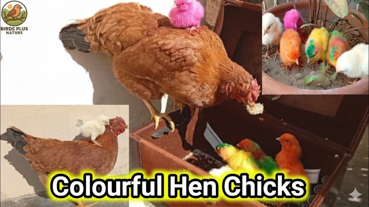 Colourful Hen Chicks ♥️♥️