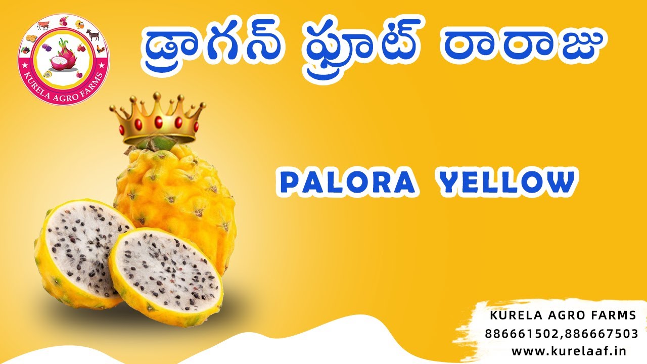 పలోరా ఎల్లో| Palora Yellow Dragon Fruit Farming | The BEST Way to Grow PALORA YELLOW Dragon Fruit