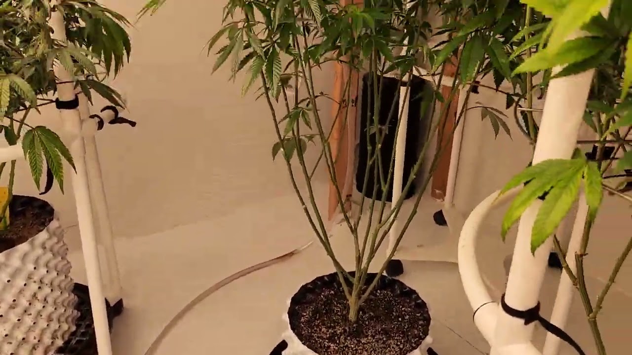 Day 28 and the girls are right on schedule in the Webbgro
