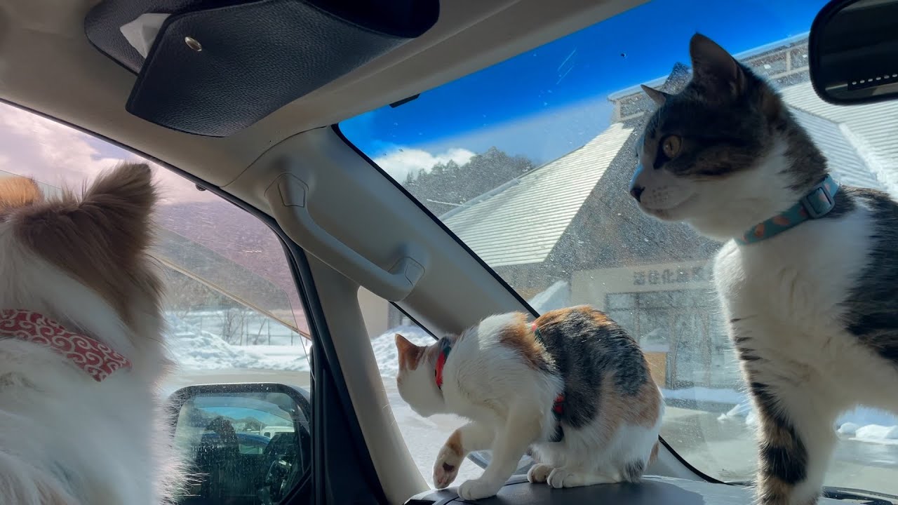 【さよなら、ありがとう】デリカD5最後の車中泊