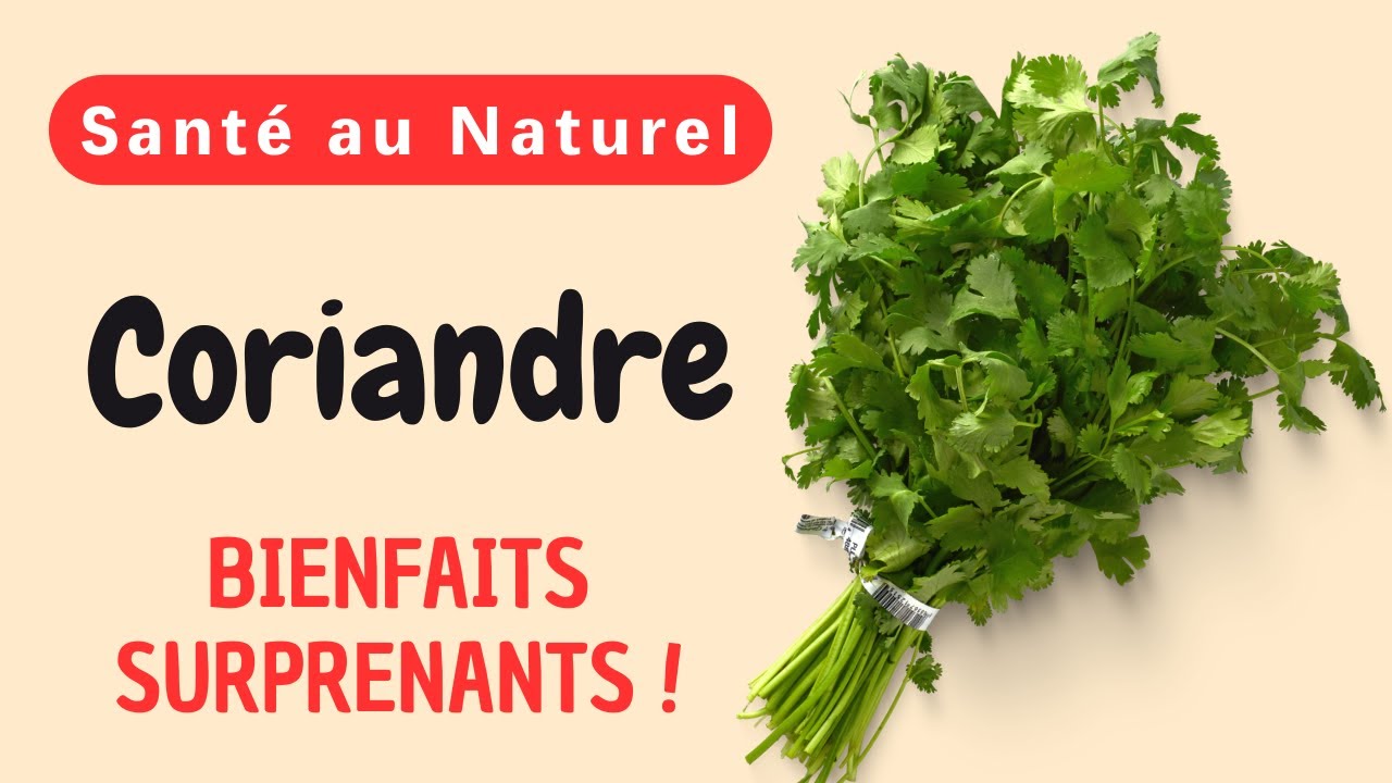 Les bienfaits surprenants de la coriandre : &ecirc;tes-vous pr&ecirc;t &agrave; les d&eacute;couvrir ?