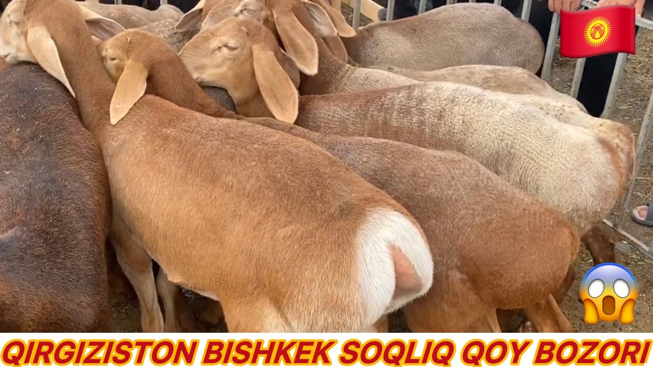 🇰🇬QIRGIZISTON BISHKEK SOQLIQ QOY BOZORI TOMOSHA QILING NARXLAR BLAN TANISHING🇰🇬