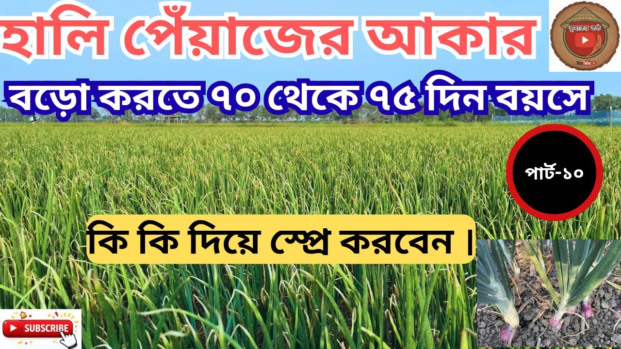 হালি পেয়াজের আকার বড়ো করতে ৭০ থেকে ৭৫ দিন বয়সে কি কি দিয়ে স্প্রে করবেন ।
