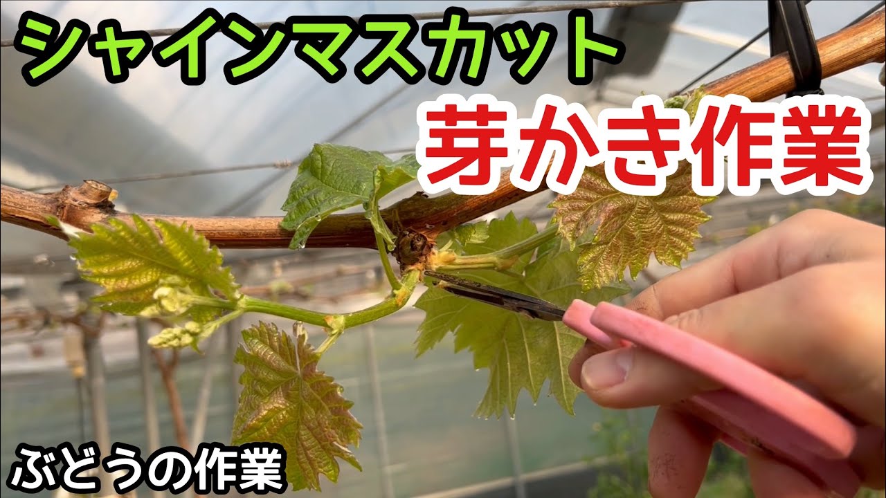 「ぶどうの作業」シャインマスカットの芽かき作業行いました！