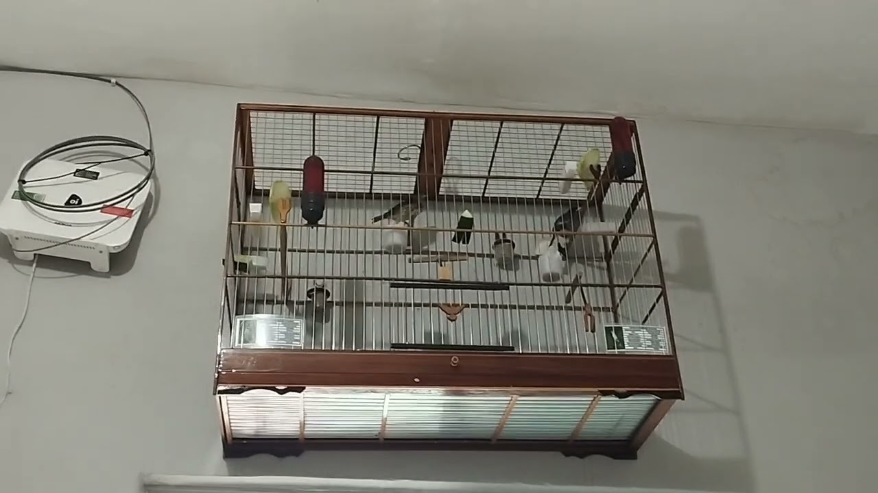 Mexida 24/48 Coleiro Chacal - Tentando acertar.