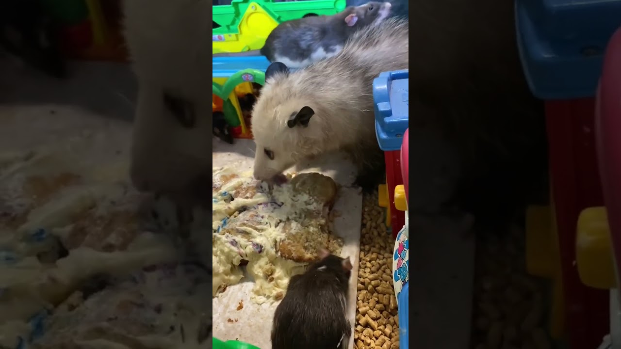 Opossum Crashes Rat Party 😂🧁🐀 #shorts