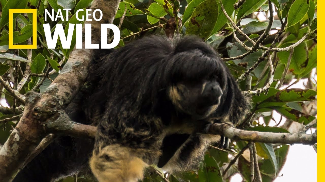 Mysterious Amazon Animal Seen for First Time in 80 Years | Nat Geo Wild
