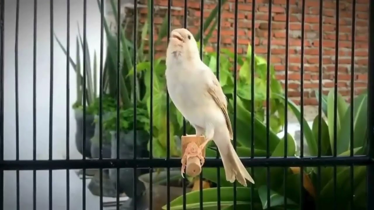 Canto Que Faz Seu Canário Cantar Sem Parar!