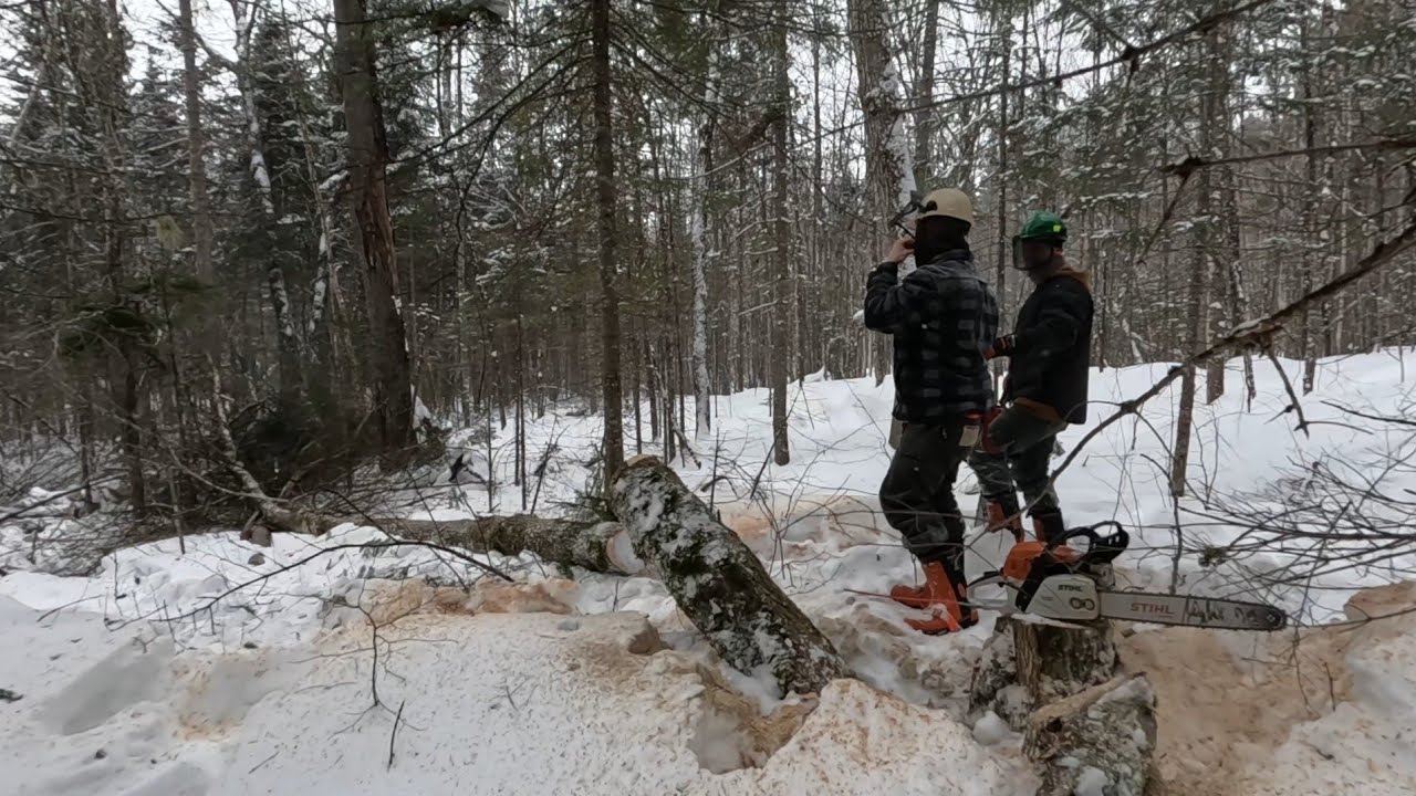trees felling in mountain @FredNorthwood 
