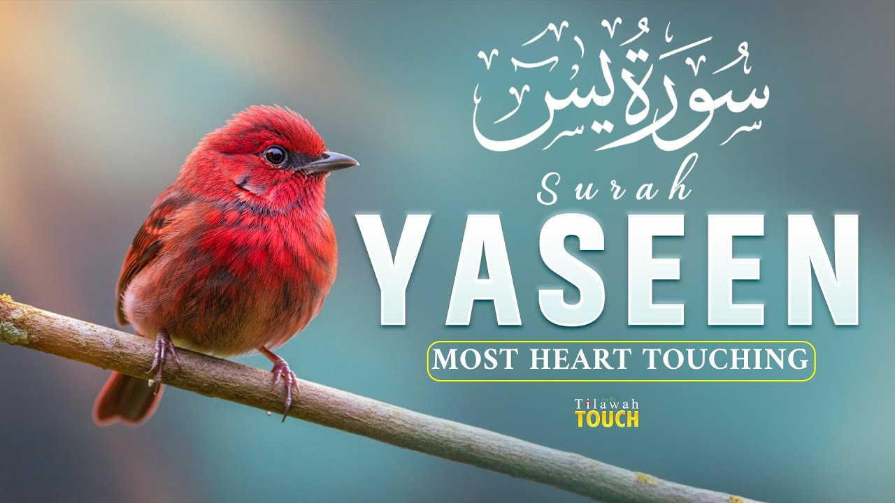 Surah Yaseen سورة يس | Soothing Quran for Relaxation and Deep Sleep | Tilawah Touch #surahyaseen