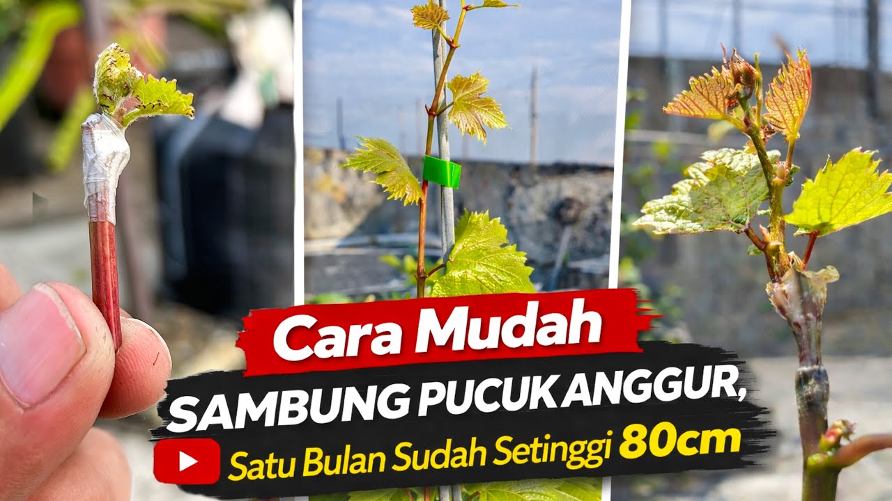 CARA MUDAH SAMBUNG PUCUK ANGGUR || satu bulan sudah setinggi 80cm‼️🔥🍇
