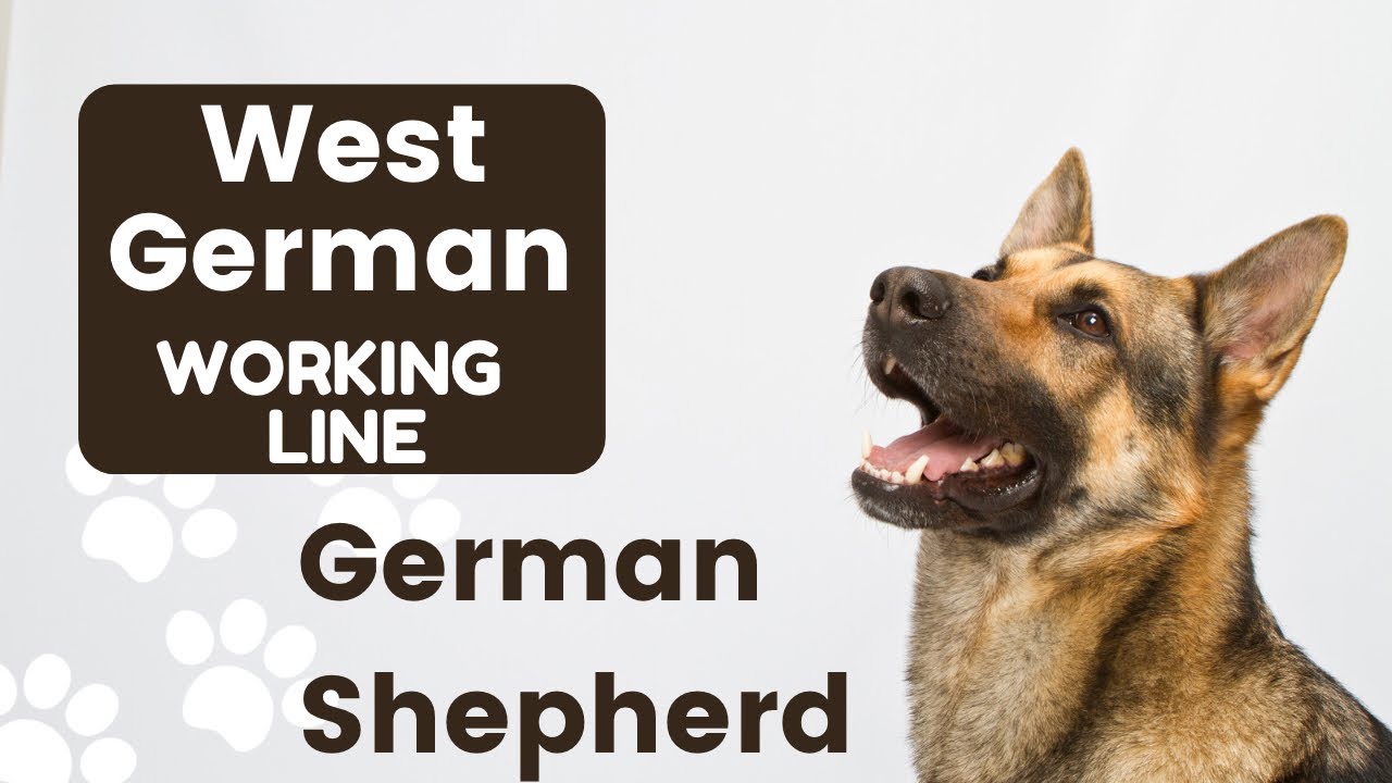 West-German Working Line German Shepherd