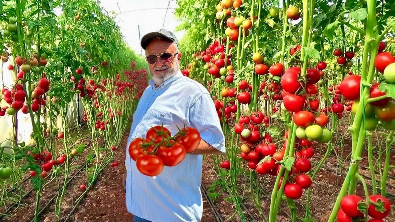 Я консервирую овощи таким образом уже 50 лет! Вкусный огурец, который понравится каждому