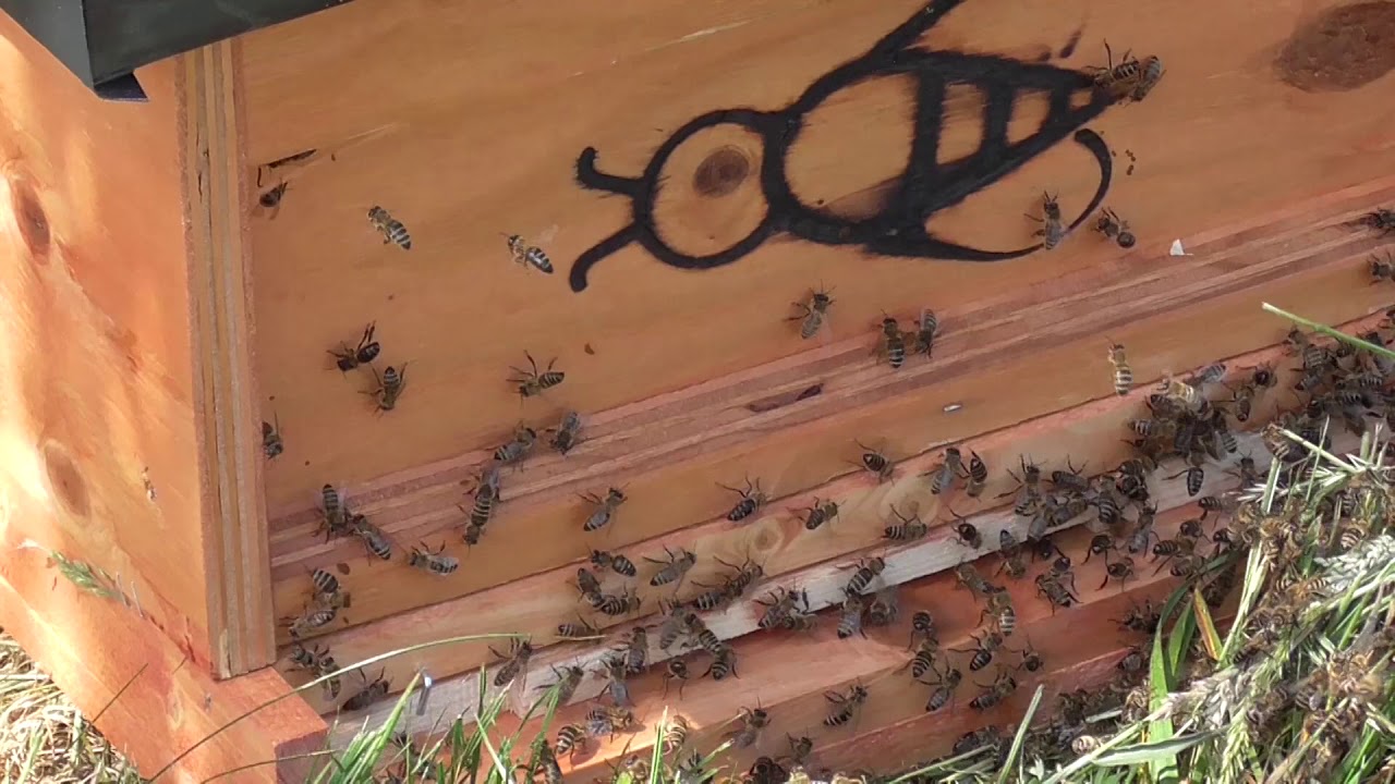 Bienen Imkerei, Schwarmfang in Echtzeit!