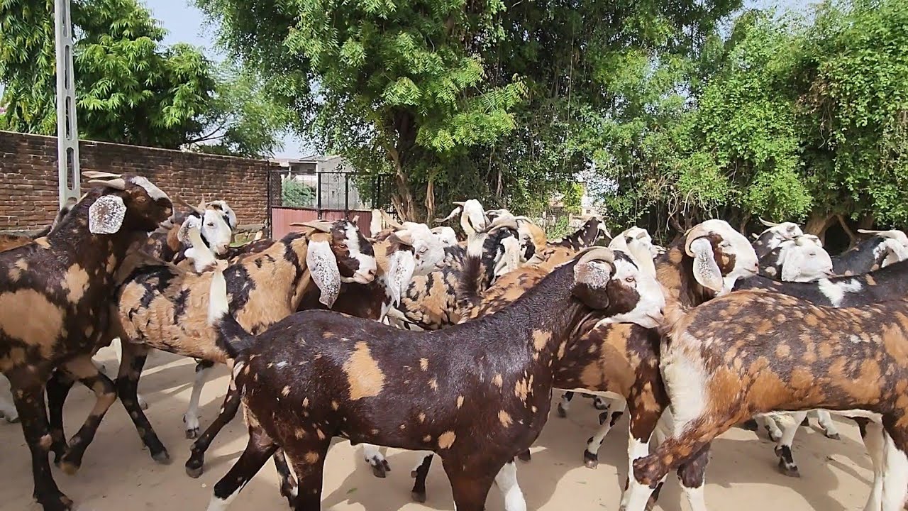 25 Kg Ke Bache Hue Big Gujri Goats Wholesale Palanpur Gujarat | Abu Goat Farm.