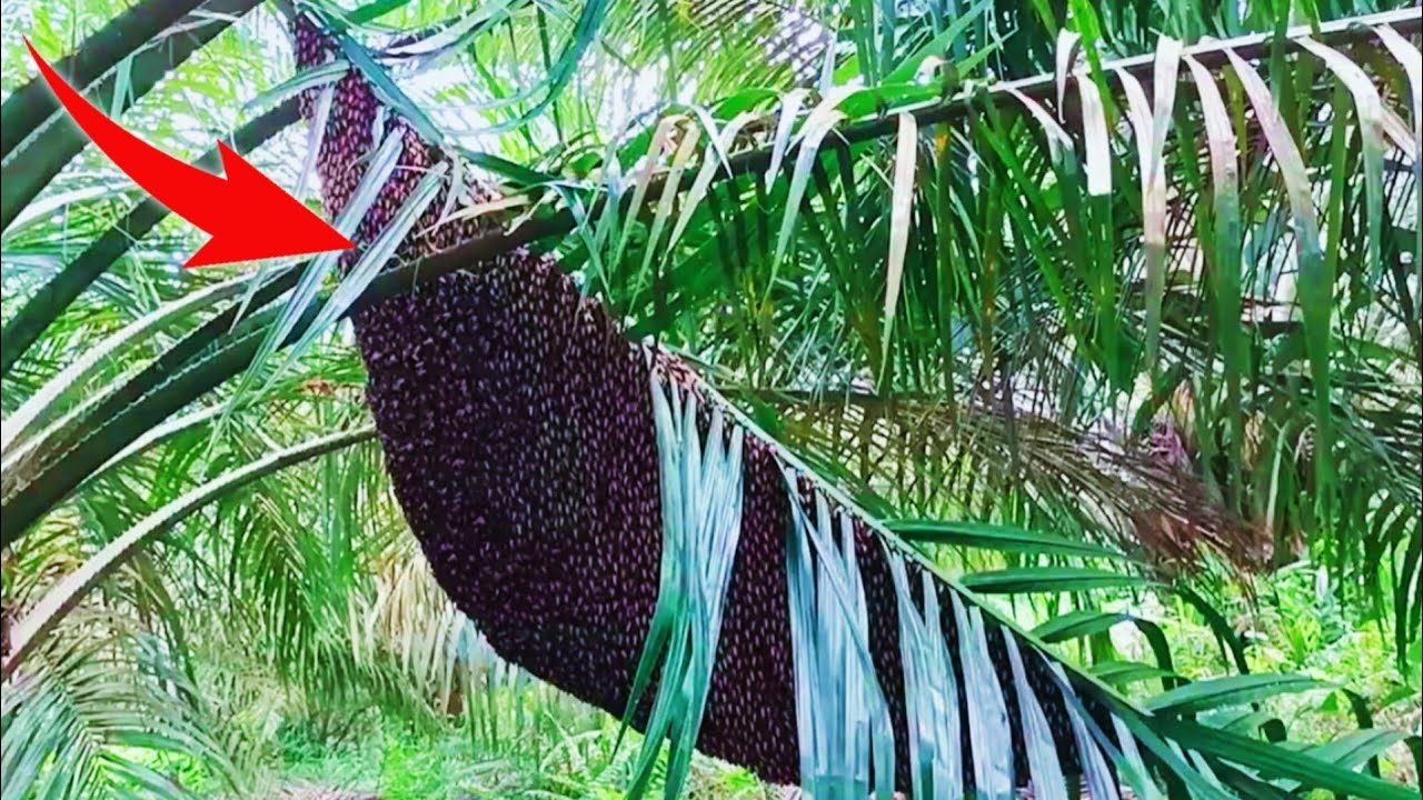 Apis dorsata honey bee hive moment is super