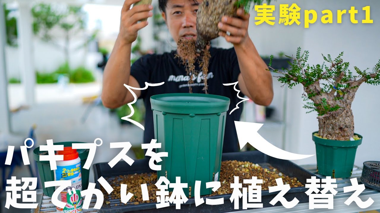 パキプスは大きい鉢でどこまで大きくなるか！実験part1
