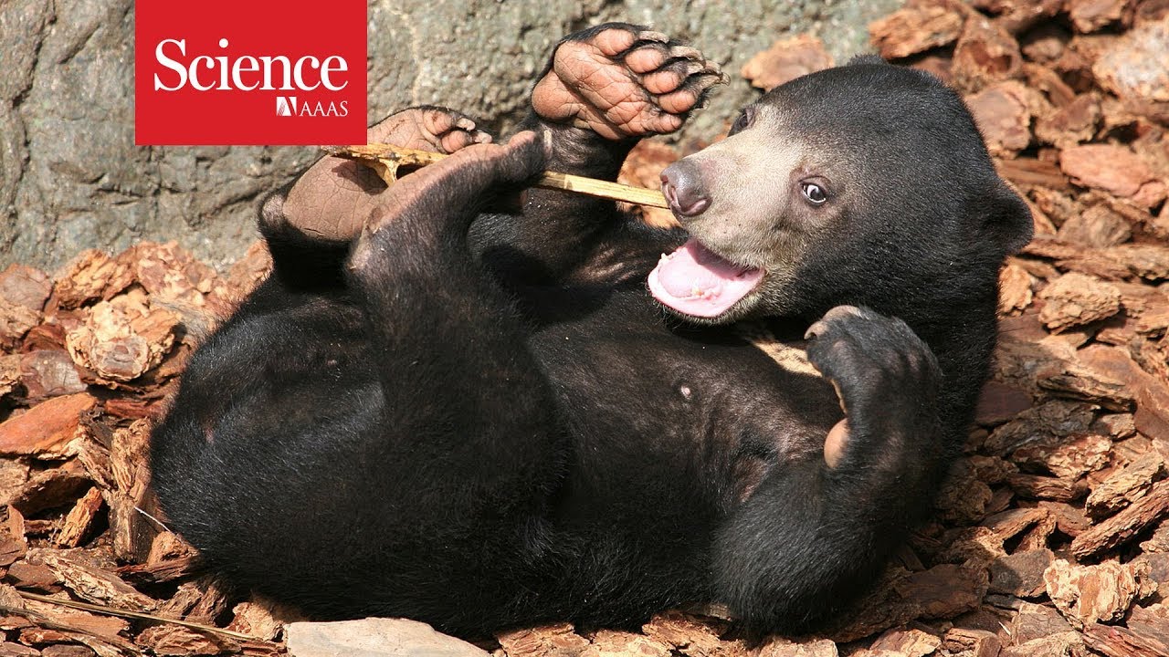 Watch the world&rsquo;s smallest bear copy its friends&rsquo; facial expressions