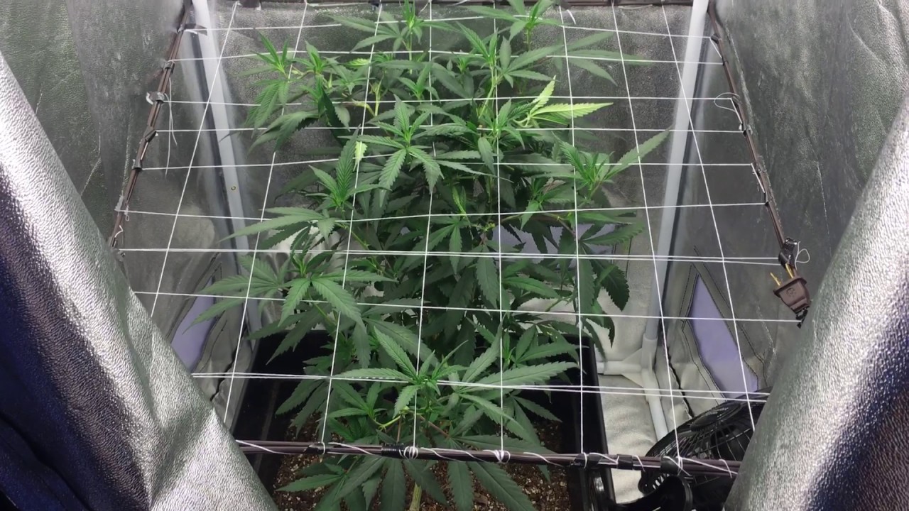 LED Closet Grow pt.2