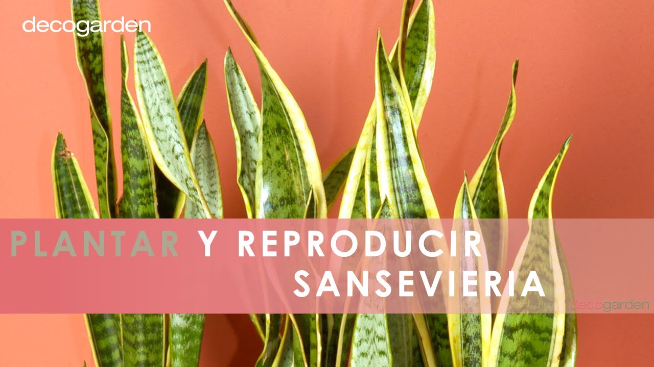 Cómo PLANTAR y reproducir SANSEVIERIA o lengua de tigre 🌿 👩‍🌾 Decogarden