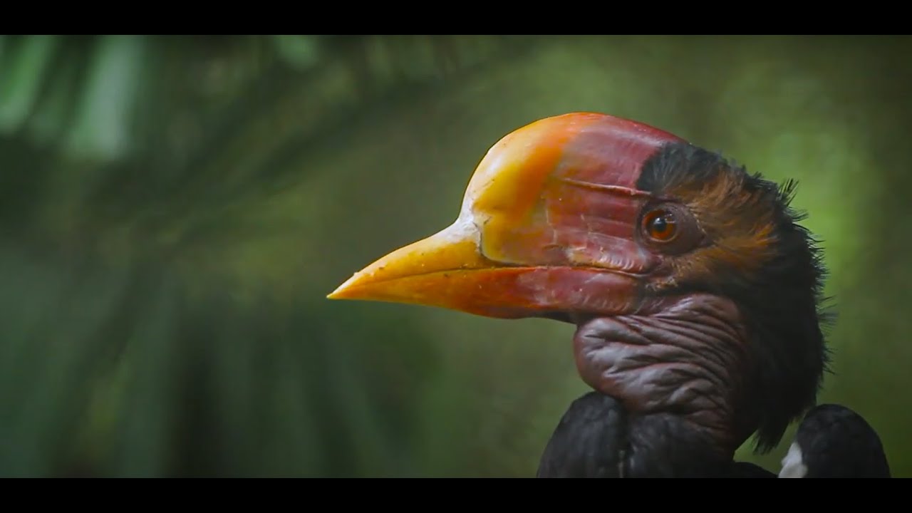 15 years of Preventing Extinctions | BirdLife International