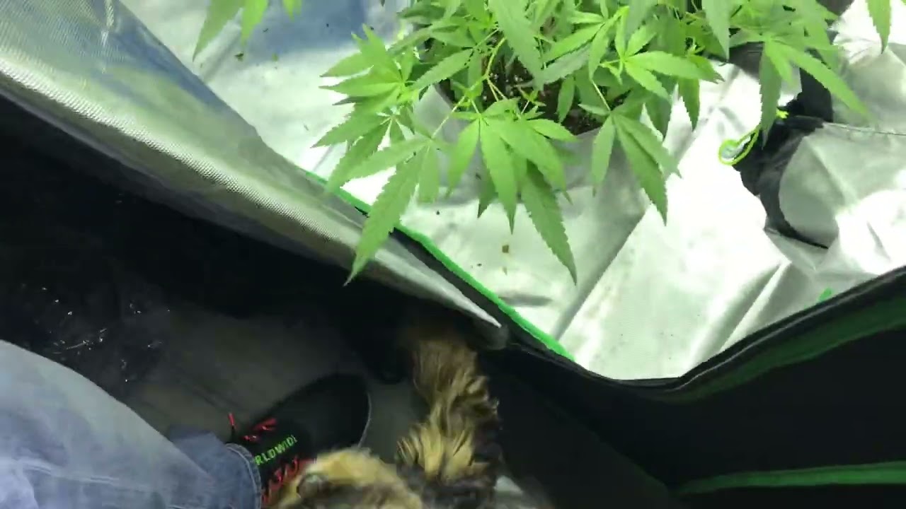 Chocolate Thai in veg 👿😈