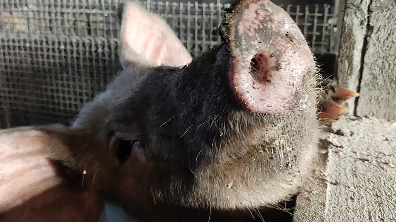 Свиноводство, разведение поросят, деревенский влог в морозы