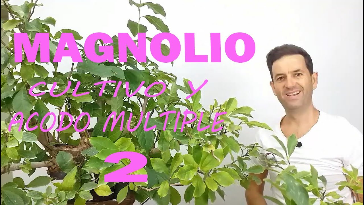 🔴MAGNOLIO, CULTIVO EN BONSAI Y ACODO 🌱🌱🌱 MULTIPLE 2
