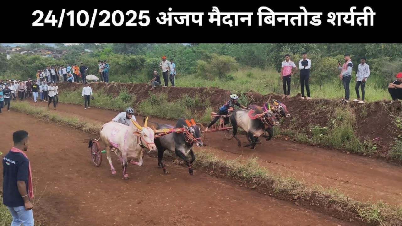 📍अंजप मैदान बिनजोड शर्यती 😍 || #vlogger #vloggermanya#bailgadasharyat #bailgada 