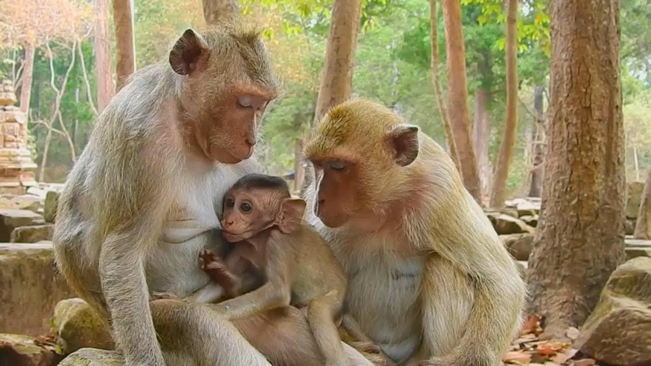 Sweet mom Duchess and baby Dakota | Baby Dakota and baby Baron