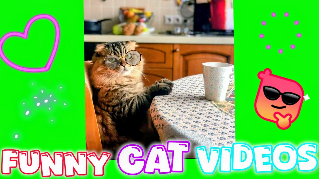 ПРИКОЛЫ с котиками😸 лучше всех😄 