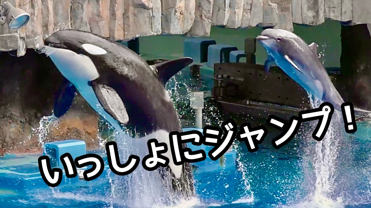 シャチとイルカのコンビネーションジャンプ！【名古屋港水族館】Orca Dolphin Nagoya Aquarium 