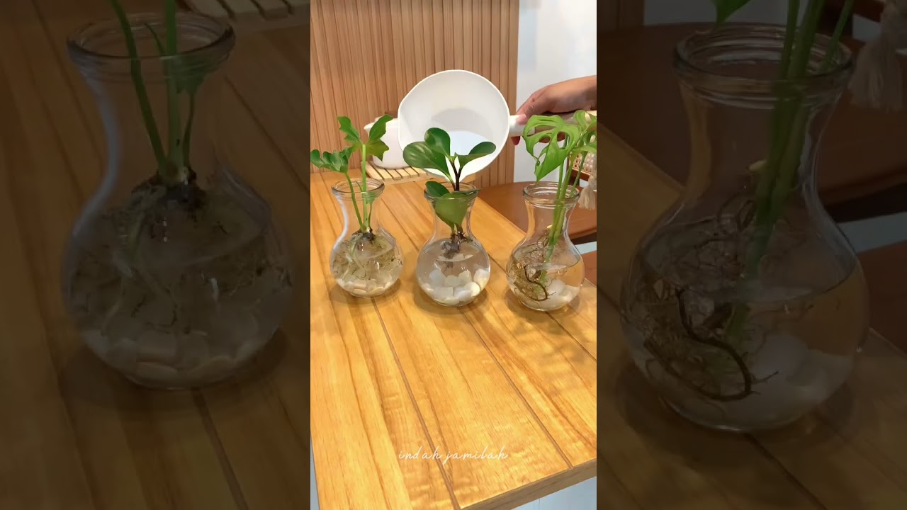Rekomendasi tanaman indoor ges #inspirasirumah #tanamanhias #tanaman #tanamanhiasmurah #plantslover