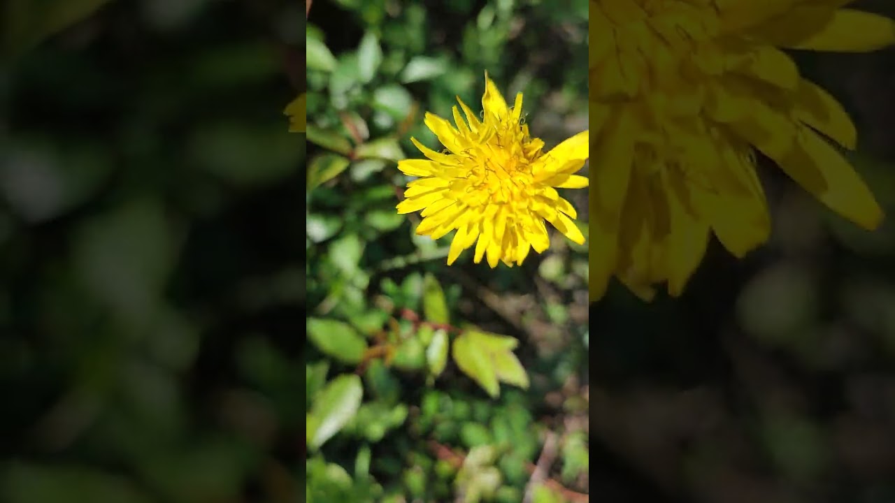 @Le début du printemps à côté de la Méditerranée 