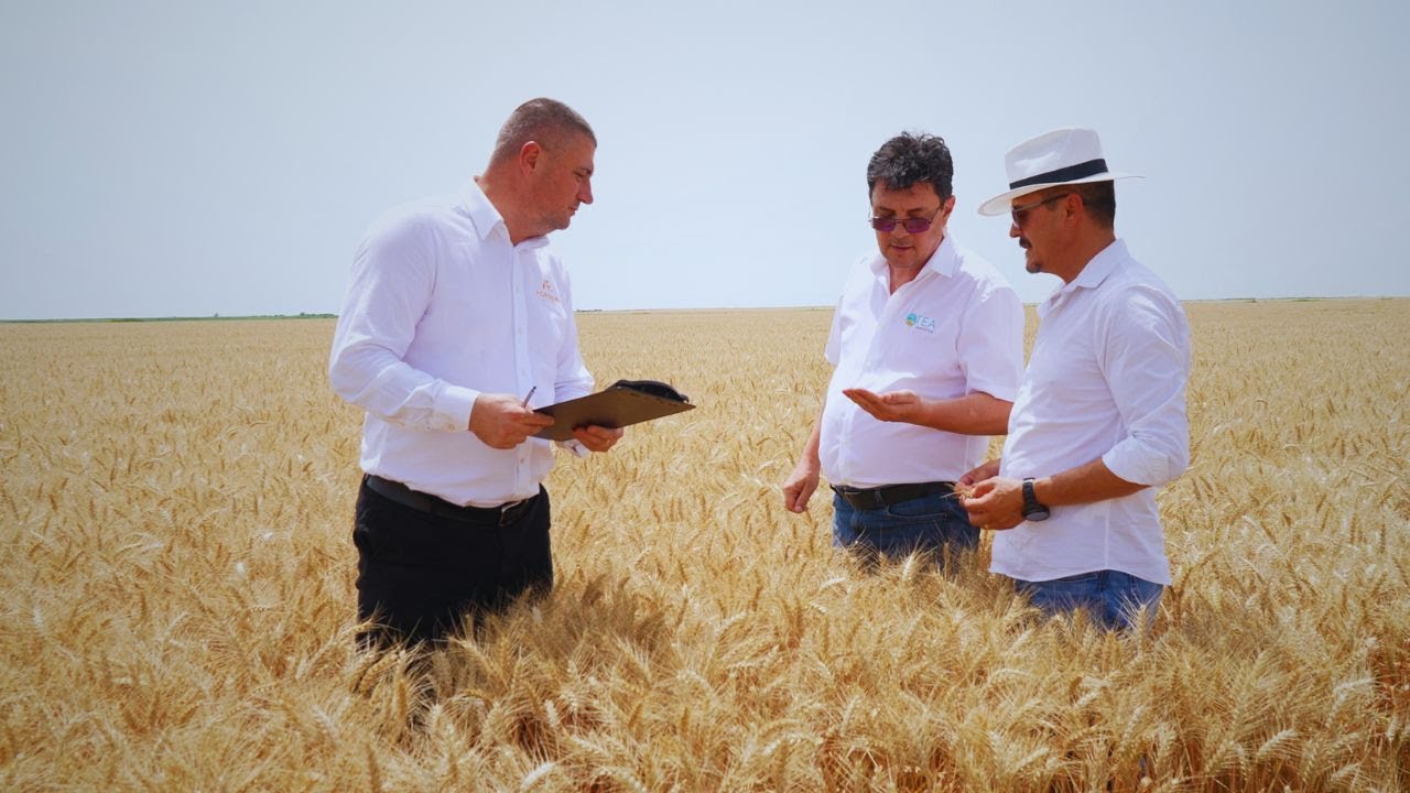 Soiul de grâu Exotic: maturitate timpurie, rezistență la secetă și producții mari