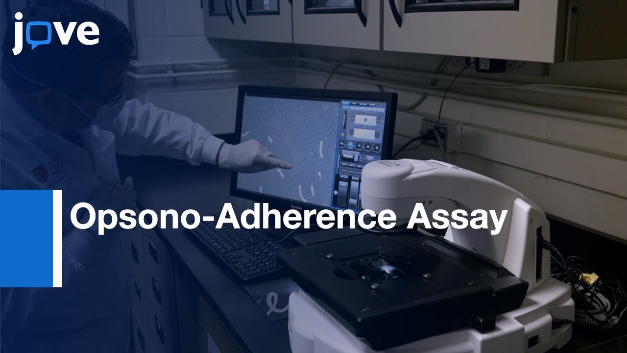 Opsono-Adherence Assay to evaluate Antibodies for vaccine Development | Protocol Preview
