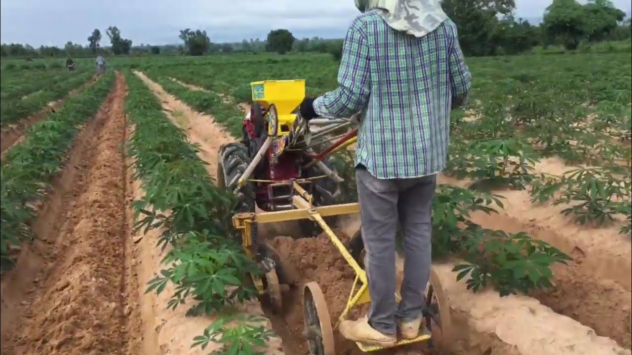 รถไถผานดึงลงกลบหญ้าพรวนดินก่อนที่จะมีการใส่ปุ๋ย กำจัดวัชพืชไม่ใช้สารเคมี